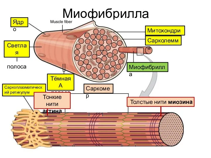 Миофибрилла Миофибрилла Саркомер Митохондрии Сарколемма Ядро Светлая I полоса Тёмная А полоса