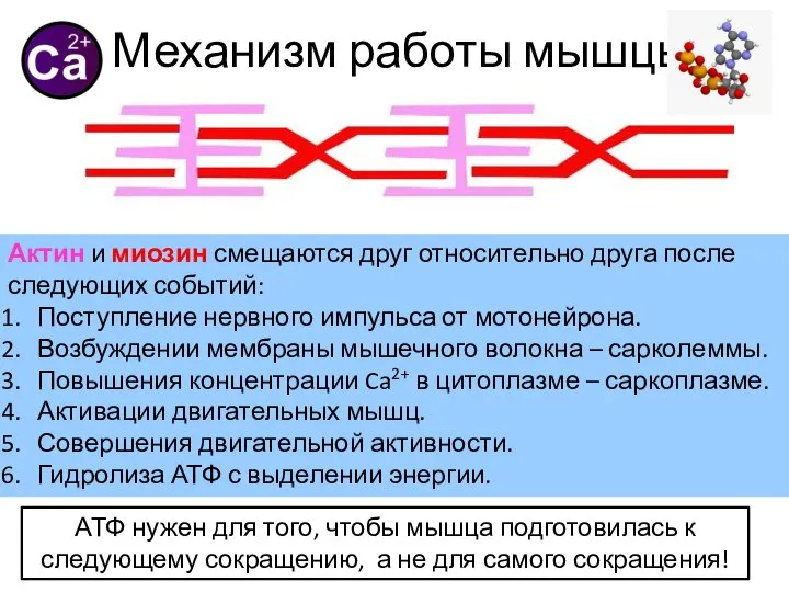 Механизм работы мышцы Актин и миозин смещаются друг относительно друга после следующих