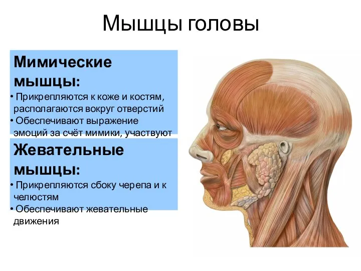 Мышцы головы Мимические мышцы: Прикрепляются к коже и костям, располагаются вокруг отверстий