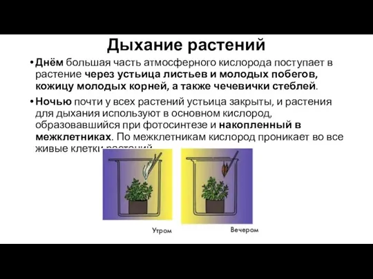 Дыхание растений Днём большая часть атмосферного кислорода поступает в растение через устьица