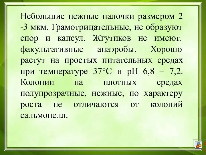 Небольшие нежные палочки размером 2 -3 мкм. Грамотрицательные, не образуют спор и