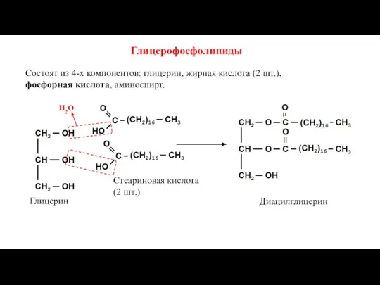 Глицерофосфолипиды Состоят из 4-х компонентов: глицерин, жирная кислота (2 шт.), фосфорная кислота,