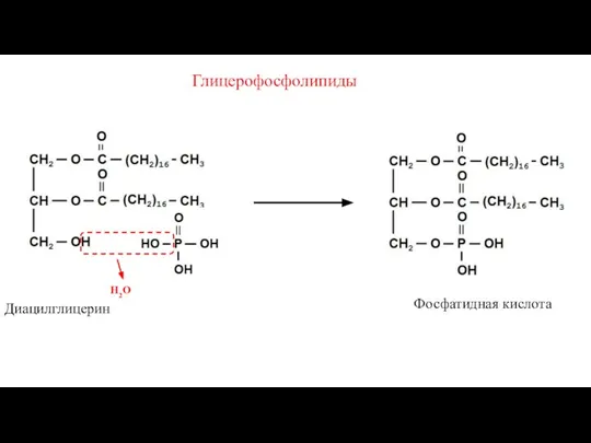 Н2О Фосфатидная кислота Диацилглицерин Глицерофосфолипиды