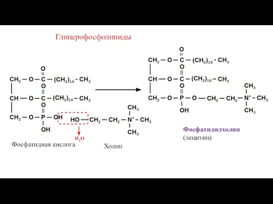 Глицерофосфолипиды Фосфатидная кислота Холин Фосфатидилхолин (лецитин) Н2О