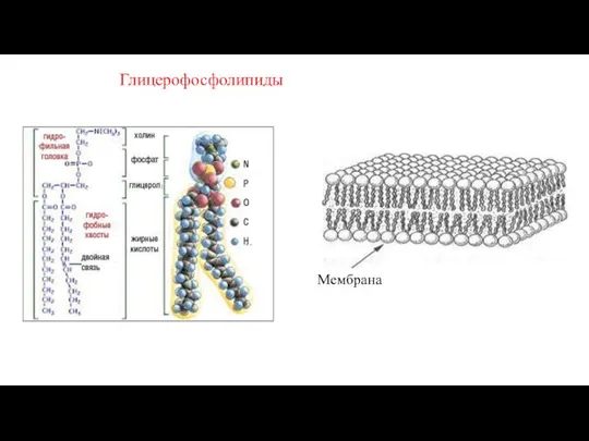Глицерофосфолипиды Мембрана