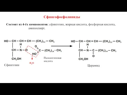 Сфингофосфолипиды Состоят из 4-ёх компонентов: сфингозин, жирная кислота, фосфорная кислота, аминоспирт. Н2О Пальмитиновая кислота Сфингозин Церамид