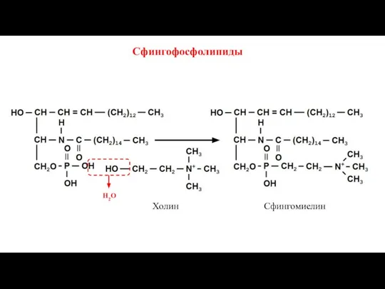 Сфингофосфолипиды Холин Н2О Сфингомиелин