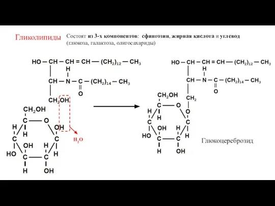 Гликолипиды Состоят из 3-х компонентов: сфингозин, жирная кислота и углевод (глюкоза, галактоза, олигосахариды) Н2О Глюкоцереброзид