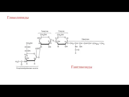 Гликолипиды Ганглиозиды
