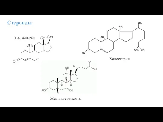 Стероиды Холестерин Желчные кислоты
