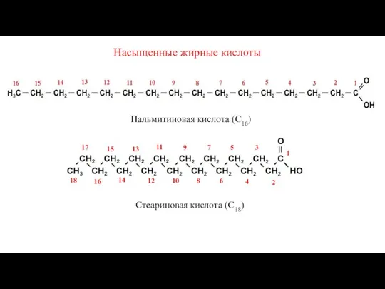 Насыщенные жирные кислоты Пальмитиновая кислота (С16) 2 6 8 10 12 4