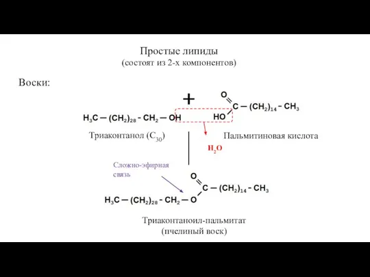 Простые липиды (состоят из 2-х компонентов) Воски: Триаконтанол (С30) Пальмитиновая кислота Н2О