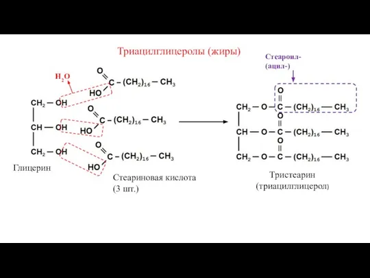 Триацилглицеролы (жиры) Н2О Глицерин Стеариновая кислота (3 шт.) Тристеарин (триацилглицерол) Стеароил- (ацил-)