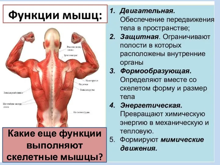 Какие еще функции выполняют скелетные мышцы?