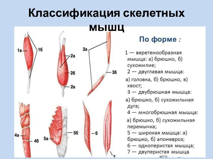 Классификация скелетных мышц