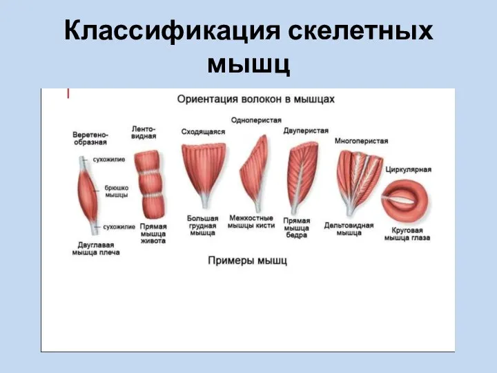 Классификация скелетных мышц