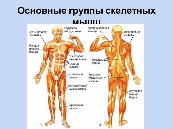 Основные группы скелетных мышц