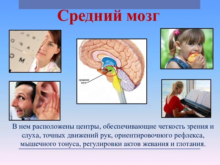 Средний мозг В нем расположены центры, обеспечивающие четкость зрения и слуха, точных
