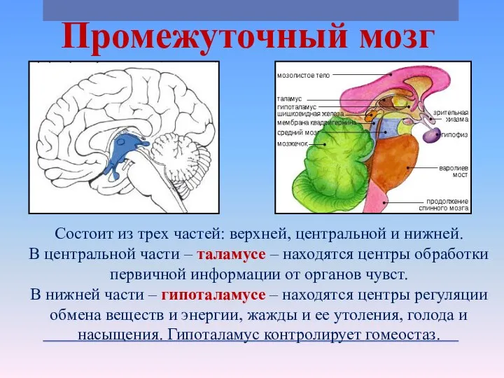 Промежуточный мозг Состоит из трех частей: верхней, центральной и нижней. В центральной
