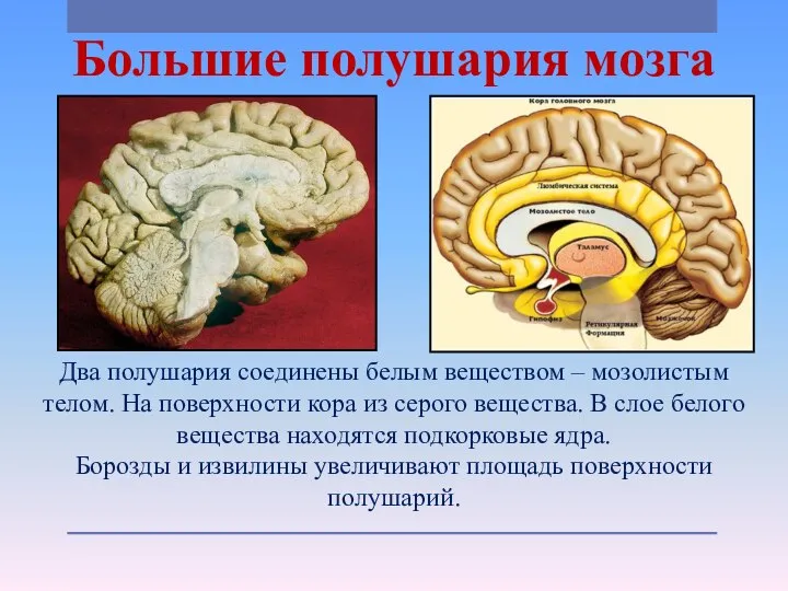 Большие полушария мозга Два полушария соединены белым веществом – мозолистым телом. На