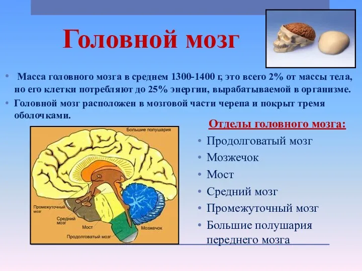 Головной мозг Масса головного мозга в среднем 1300-1400 г, это всего 2%
