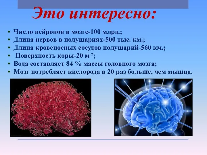 Это интересно: • Число нейронов в мозге-100 млрд.; • Длина нервов в