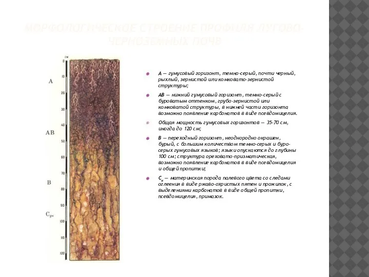 МОРФОЛОГИЧЕСКОЕ СТРОЕНИЕ ПРОФИЛЯ ЛУГОВО-ЧЕРНОЗЕМНЫХ ПОЧВ А — гумусовый горизонт, темно-серый, почти черный,