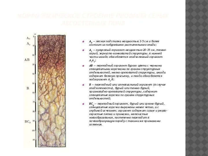 МОРФОЛОГИЧЕСКОЕ СТРОЕНИЕ ПРОФИЛЯ СЕРЫХ ЛЕСОСТЕПНЫХ ПОЧВ А0 — лесная подстилка мощностью 3-5