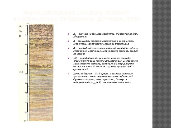 МОРФОЛОГИЧЕСКОЕ СТРОЕНИЕ ПРОФИЛЯ АЛЛЮВИАЛЬНЫХ (ПОЙМЕННЫХ) ДЕРНОВЫХ ПОЧВ Ad — дернина небольшой мощности,