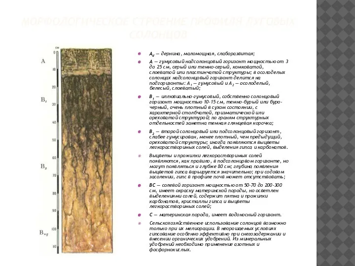 МОРФОЛОГИЧЕСКОЕ СТРОЕНИЕ ПРОФИЛЯ ЛУГОВЫХ СОЛОНЦОВ Ad — дернина, маломощная, слаборазвитая; А —