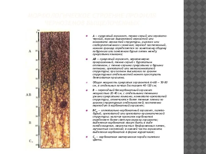 МОРФОЛОГИЧЕСКОЕ СТРОЕНИЕ ПРОФИЛЯ ЧЕРНОЗЕМОВ ВЫЩЕЛОЧЕННЫХ А — гумусовый горизонт, темно-серый или серовато-черный,