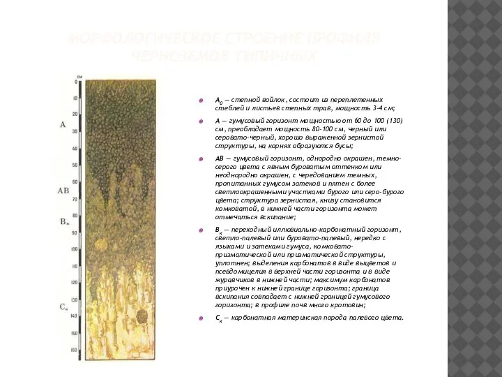 МОРФОЛОГИЧЕСКОЕ СТРОЕНИЕ ПРОФИЛЯ ЧЕРНОЗЕМОВ ТИПИЧНЫХ A0 — степной войлок, состоит из переплетенных