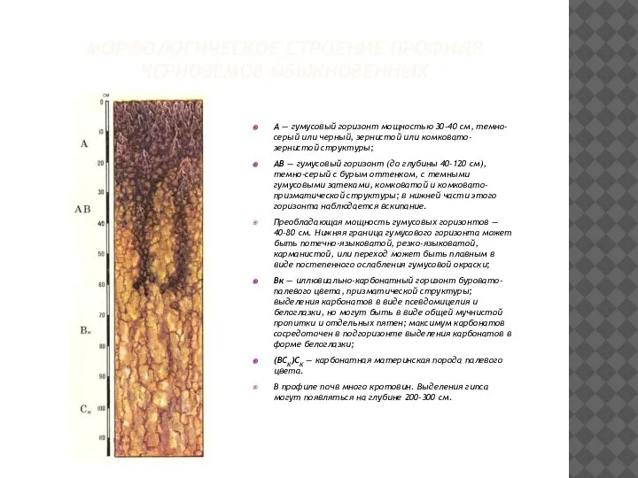 МОРФОЛОГИЧЕСКОЕ СТРОЕНИЕ ПРОФИЛЯ ЧЕРНОЗЕМОВ ОБЫКНОВЕННЫХ А — гумусовый горизонт мощностью 30-40 см,