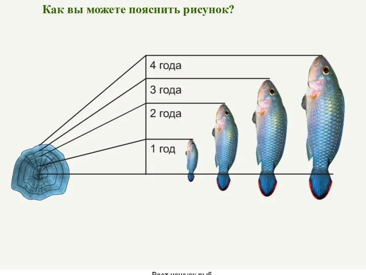 Как вы можете пояснить рисунок?