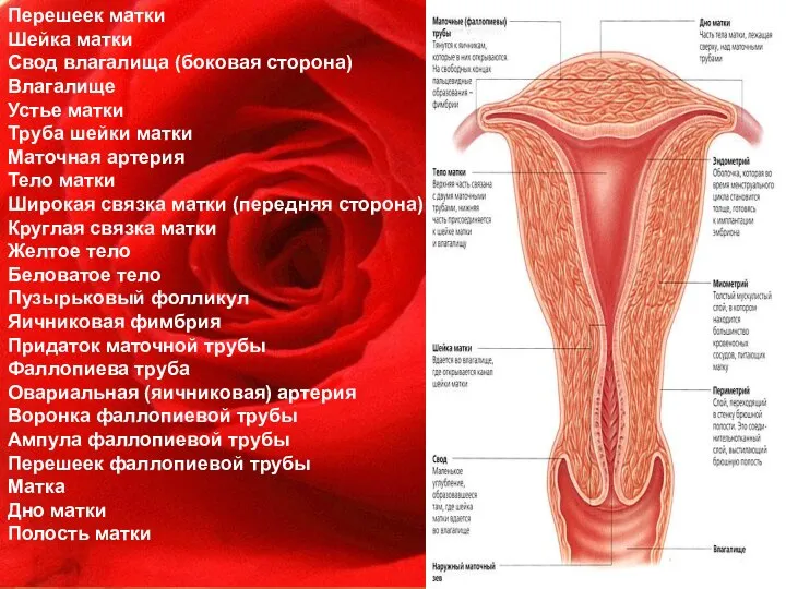 Перешеек матки Шейка матки Свод влагалища (боковая сторона) Влагалище Устье матки Труба