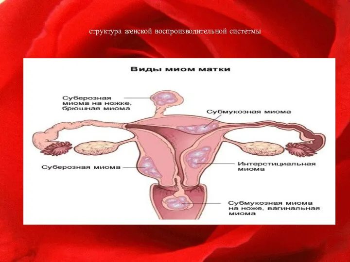 структура женской воспроизводительной систетмы