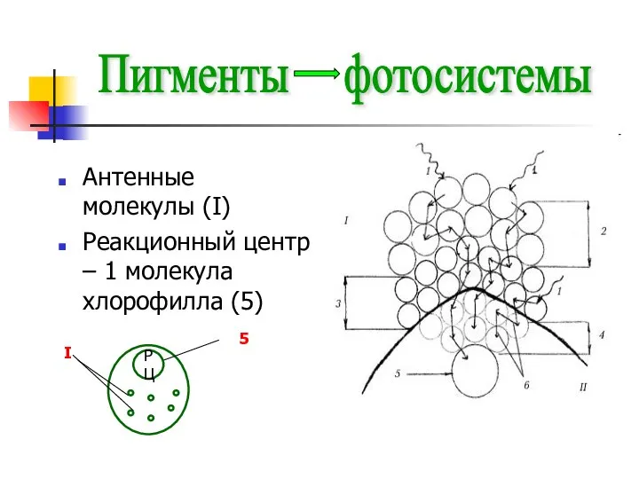 Антенные молекулы (I) Реакционный центр – 1 молекула хлорофилла (5) Пигменты фотосистемы РЦ I 5