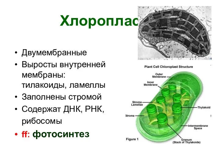 Хлоропласты Двумембранные Выросты внутренней мембраны: тилакоиды, ламеллы Заполнены стромой Содержат ДНК, РНК, рибосомы ff: фотосинтез