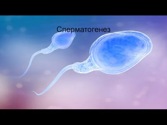 Сперматогенез