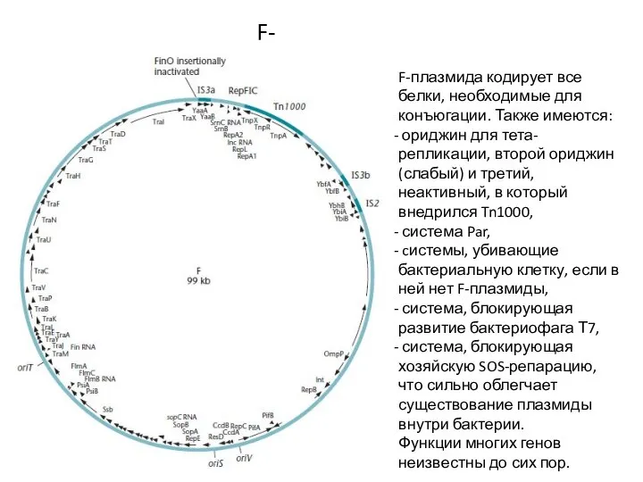 F-плазмида F-плазмида кодирует все белки, необходимые для конъюгации. Также имеются: ориджин для
