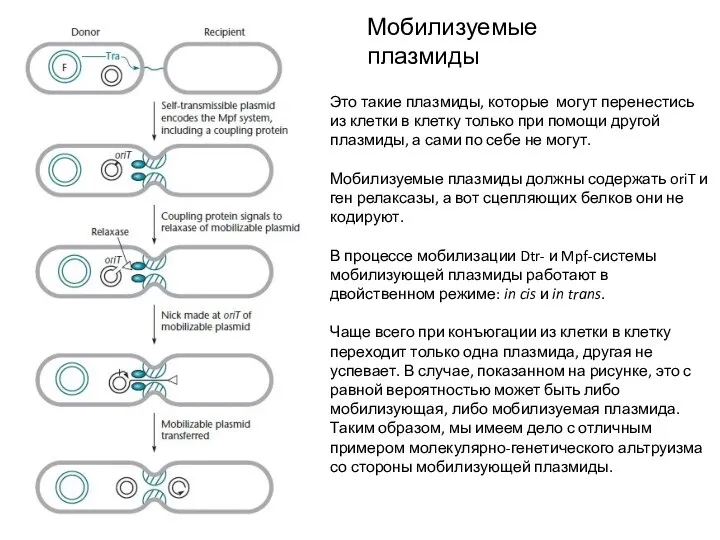 Мобилизуемые плазмиды Это такие плазмиды, которые могут перенестись из клетки в клетку