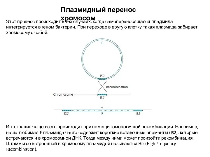 Плазмидный перенос хромосом Этот процесс происходит в тех случаях, когда самопереносящаяся пладмида