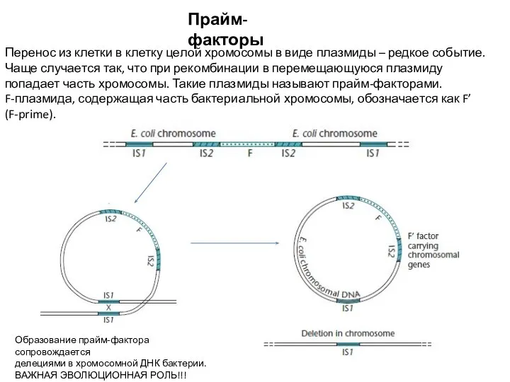 Прайм-факторы Перенос из клетки в клетку целой хромосомы в виде плазмиды –