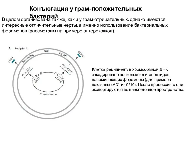 Конъюгация у грам-положительных бактерий В целом организована так же, как и у