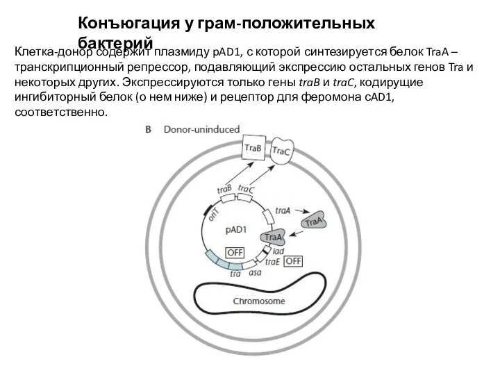 Конъюгация у грам-положительных бактерий Клетка-донор содержит плазмиду pAD1, с которой синтезируется белок