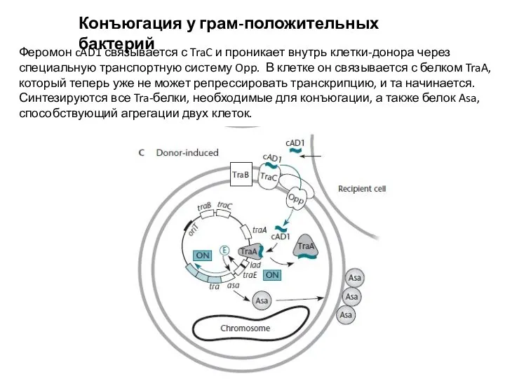 Конъюгация у грам-положительных бактерий Феромон cAD1 связывается с TraC и проникает внутрь