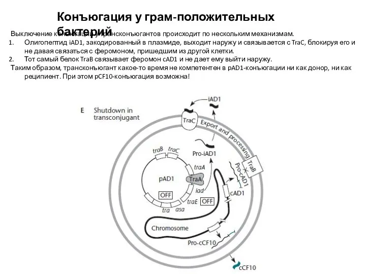 Конъюгация у грам-положительных бактерий Выключение конъюгации у трансконъюгантов происходит по нескольким механизмам.