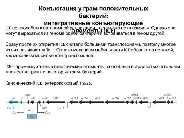 Конъюгация у грам-положительных бактерий: интегративные конъюгирующие элементы (ICE) ICE не способны к