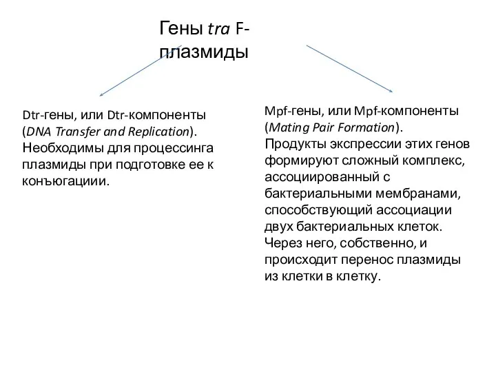 Гены tra F-плазмиды Dtr-гены, или Dtr-компоненты (DNA Transfer and Replication). Необходимы для