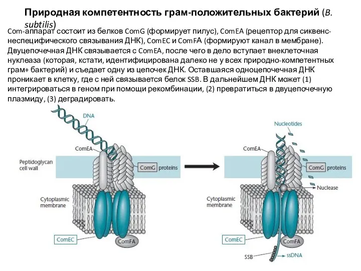 Природная компетентность грам-положительных бактерий (B. subtilis) Com-аппарат состоит из белков ComG (формирует